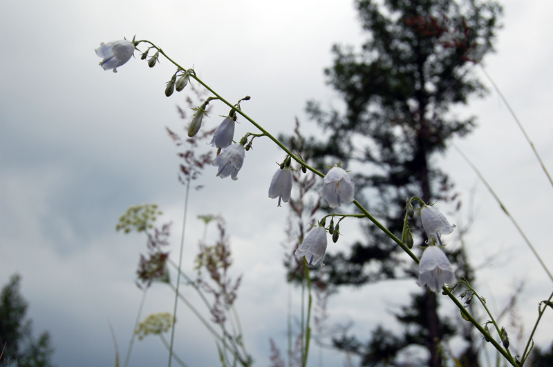 Изображение особи Adenophora liliifolia.