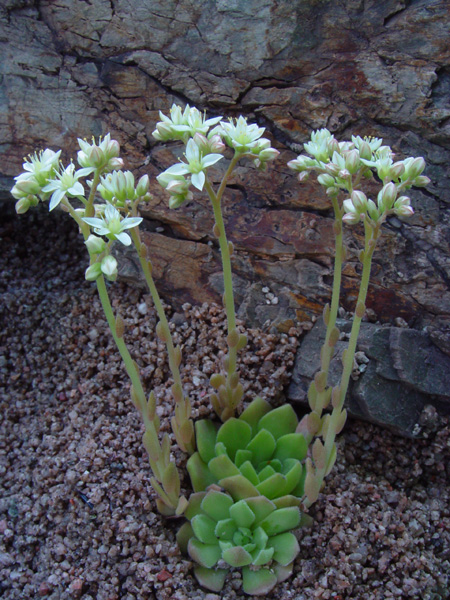 Image of Rosularia platyphylla specimen.