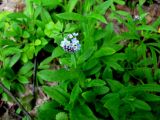 Myosotis butorinae