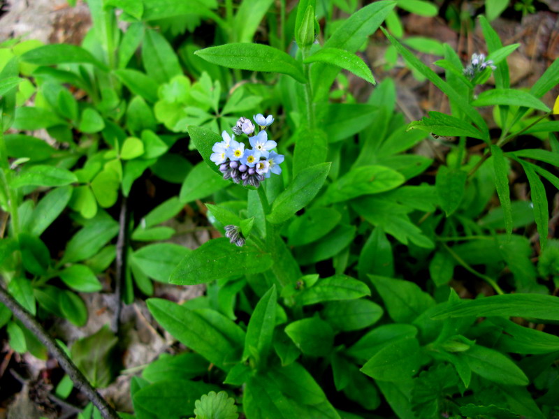 Image of Myosotis butorinae specimen.