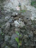 Silene noctiflora. Цветущее растение на пустыре. Томская обл., окр. г. Томск. 20.09.2009.