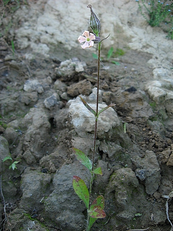 Изображение особи Silene noctiflora.