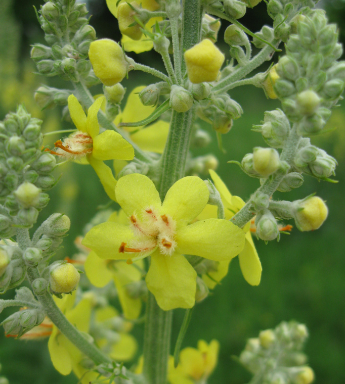 Image of Verbascum lychnitis specimen.