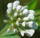 Dorycnium herbaceum. Соцветие. Краснодарский край, окр. Новороссийска, обочина дороги в урочище \"Дюрсо\" недалеко от Абрау-Дюрсо. 03.06.2009.