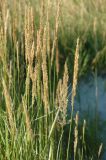 Calamagrostis neglecta