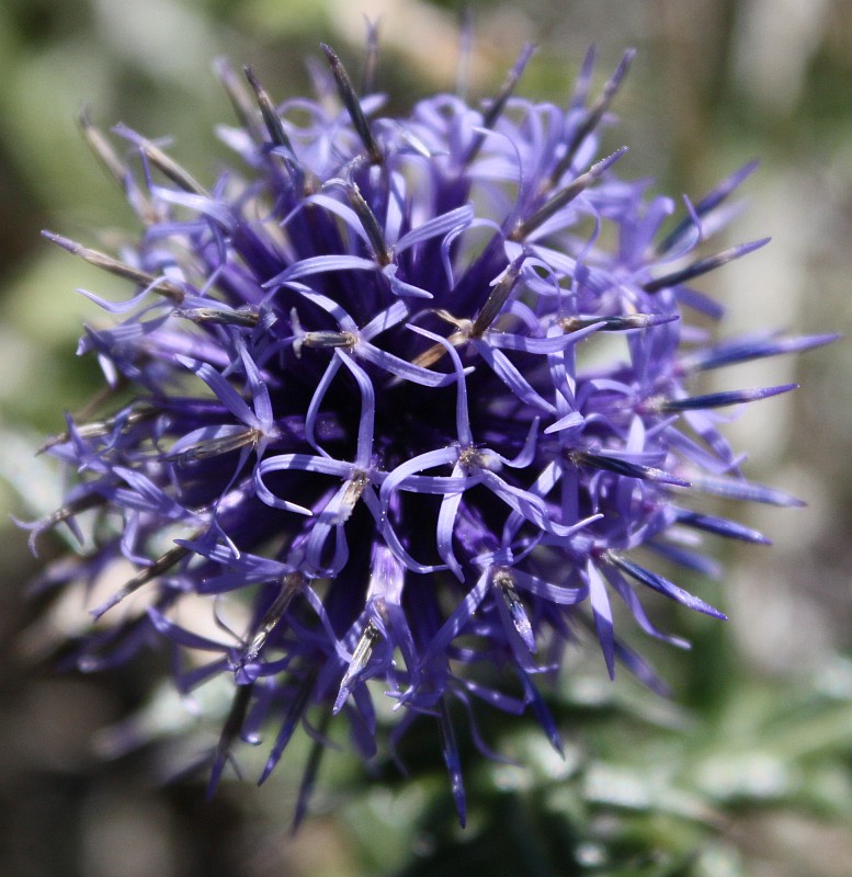 Image of Echinops sibiricus specimen.