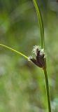 Bolboschoenus maritimus var. compactus