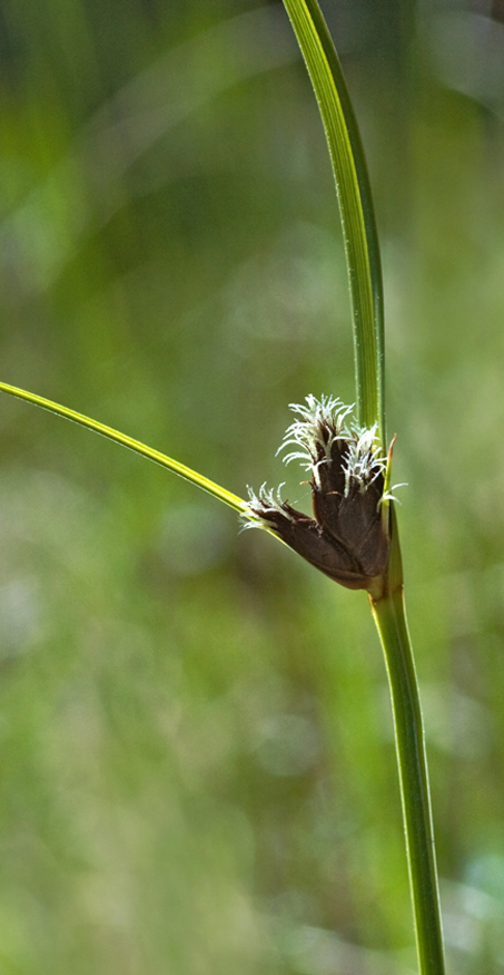 Изображение особи Bolboschoenus maritimus var. compactus.