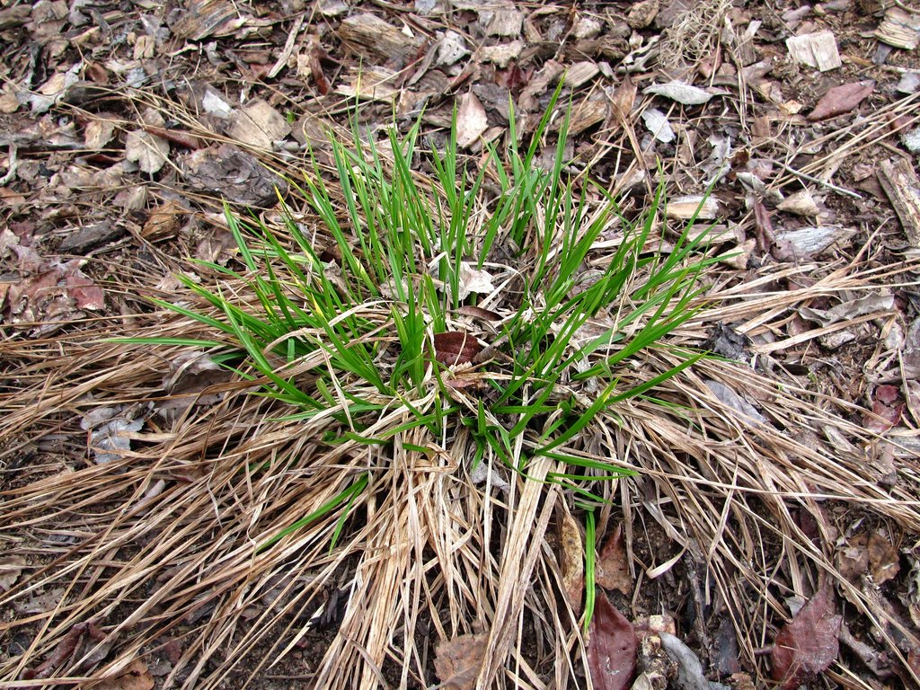 Изображение особи Carex pallescens.