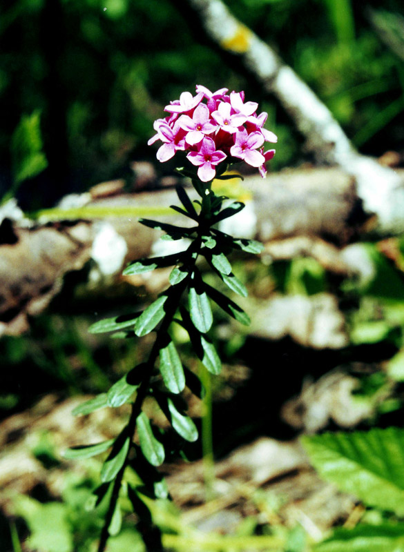 Image of Daphne cneorum specimen.
