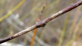 Salix myrsinifolia. Часть поражённого побега. Окр. Архангельска, окраина ЛЭП. 03.05.2015.