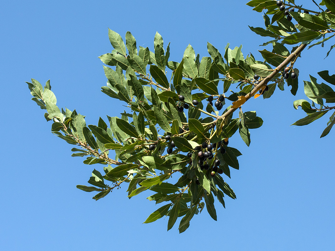 Изображение особи Laurus nobilis.