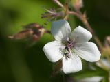 Geranium sylvaticum