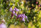 Phyllodoce caerulea. Верхушки побегов с цветками. Мурманская обл., Кольский р-н, окр. пос. Дальние Зеленцы, побережье губы Порчниха, вороничная тундра. 22.06.2015.