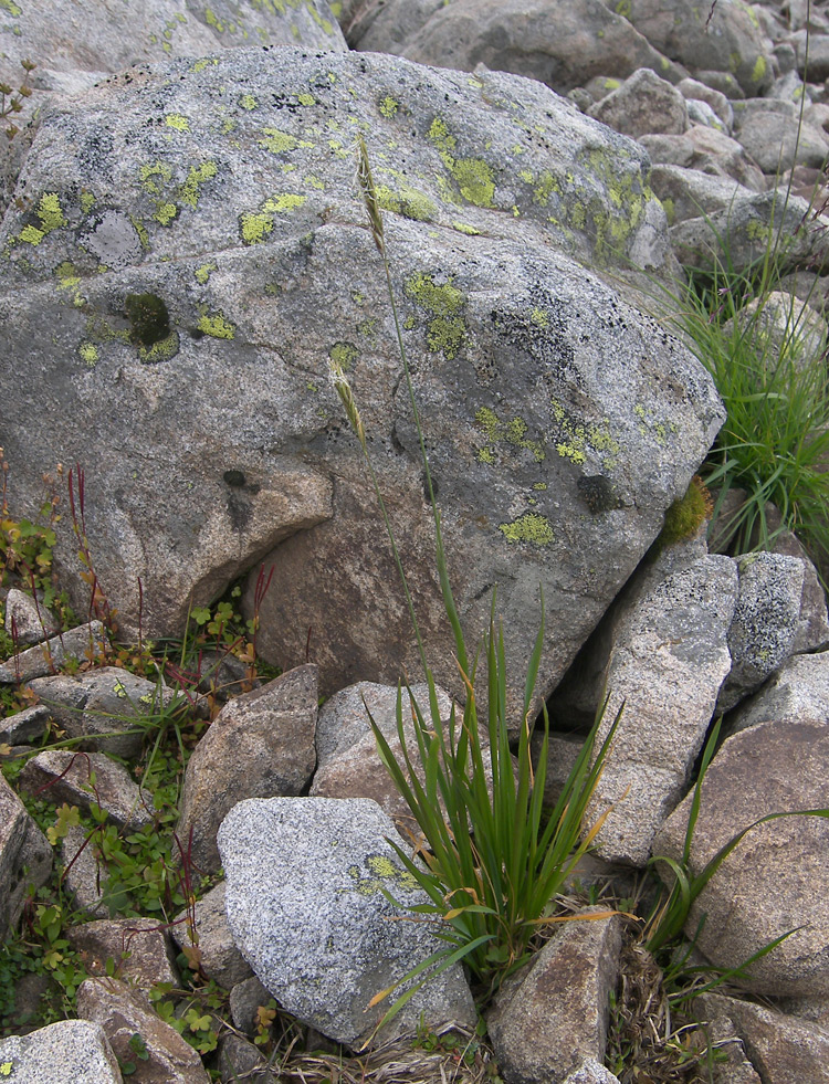 Изображение особи Anthoxanthum alpinum.