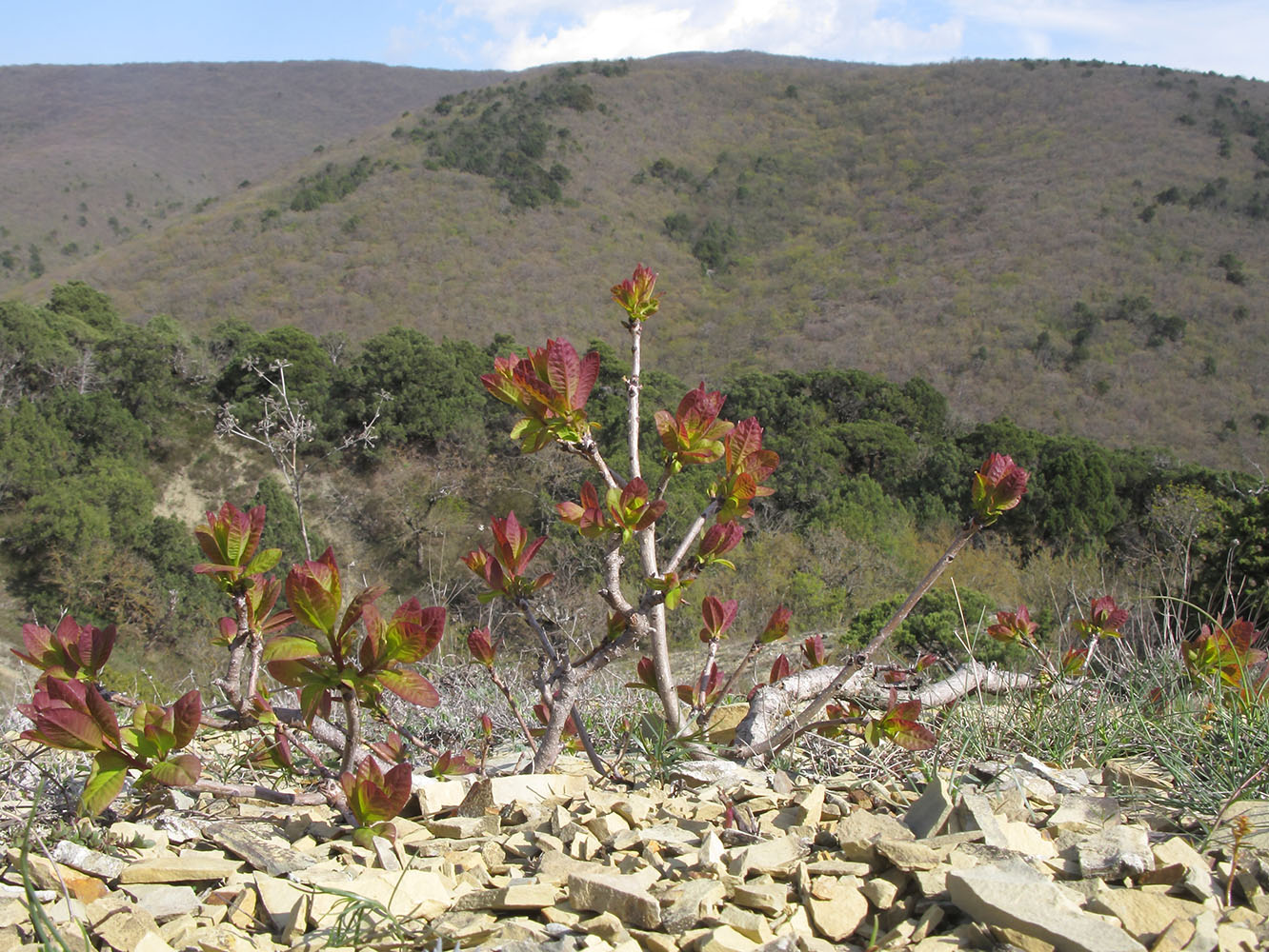 Изображение особи Cotinus coggygria.