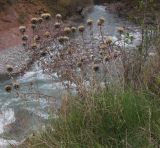 Carlina vulgaris. Плодоносящие растения. Адыгея, окр. пос. Гузерипль, р. Белая, Гранитное ущелье, выс. ≈ 650 м н.у.м., на скале. 01.11.2015.