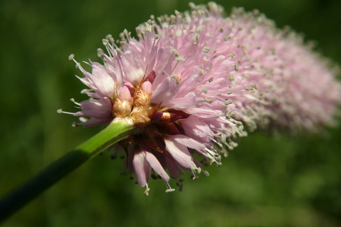 Изображение особи Bistorta officinalis.