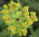 Euphorbia virgata. Соцветие с завязавшимися плодами (вид сверху). Белгородская обл., окр. пос. Борисовка, Острасьев яр. 30.06.2009.