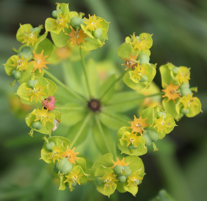 Изображение особи Euphorbia virgata.