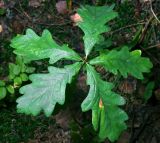 Quercus robur. Верхушка ростка (проросший самосев). Московская обл., Раменский р-н, окр. ж.-д. платформы Хрипань, смешанный лес у ЛЭП. 17.09.2015.