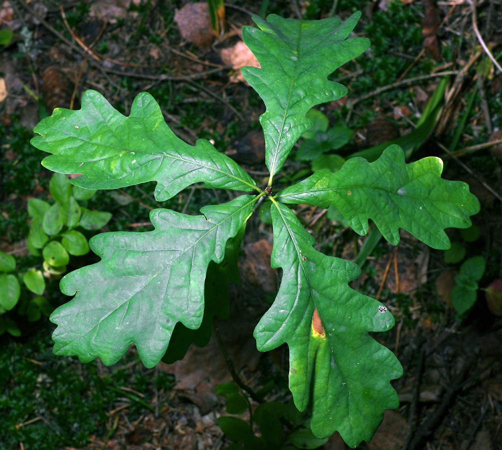 Изображение особи Quercus robur.