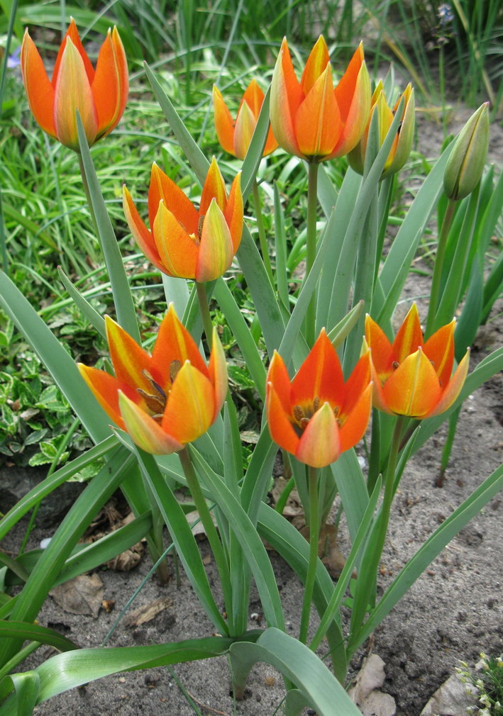 Image of Tulipa hageri specimen.