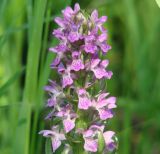 Dactylorhiza incarnata. Верхушка соцветия. Иркутская обл., Иркутский р-н, окр. устья р. Иркут. 25.06.2014.