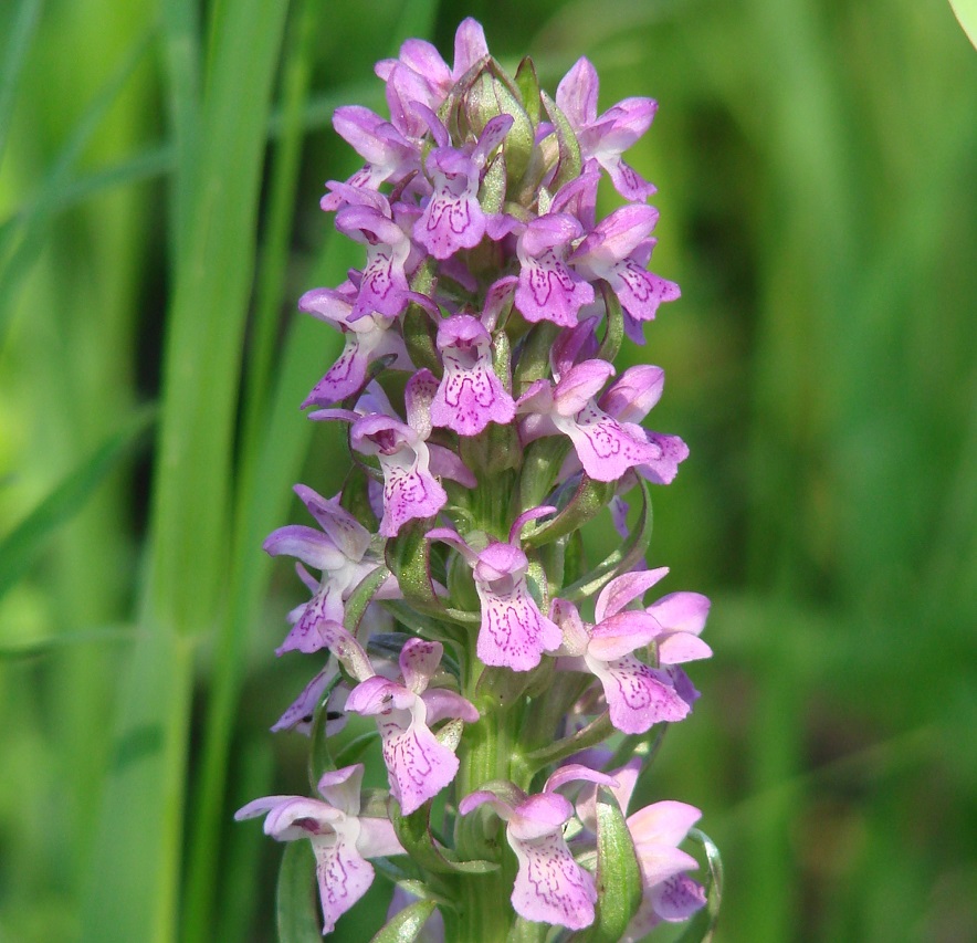Image of Dactylorhiza incarnata specimen.