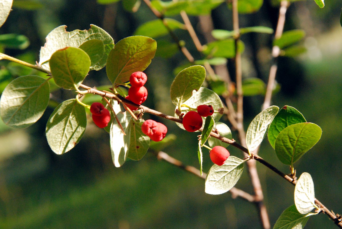 Изображение особи Cotoneaster alaunicus.