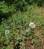 Echinops exaltatus. Цветущие растения. Франция, Приморские Альпы, Гурдон, сады Ленотра. 22.07.2014.