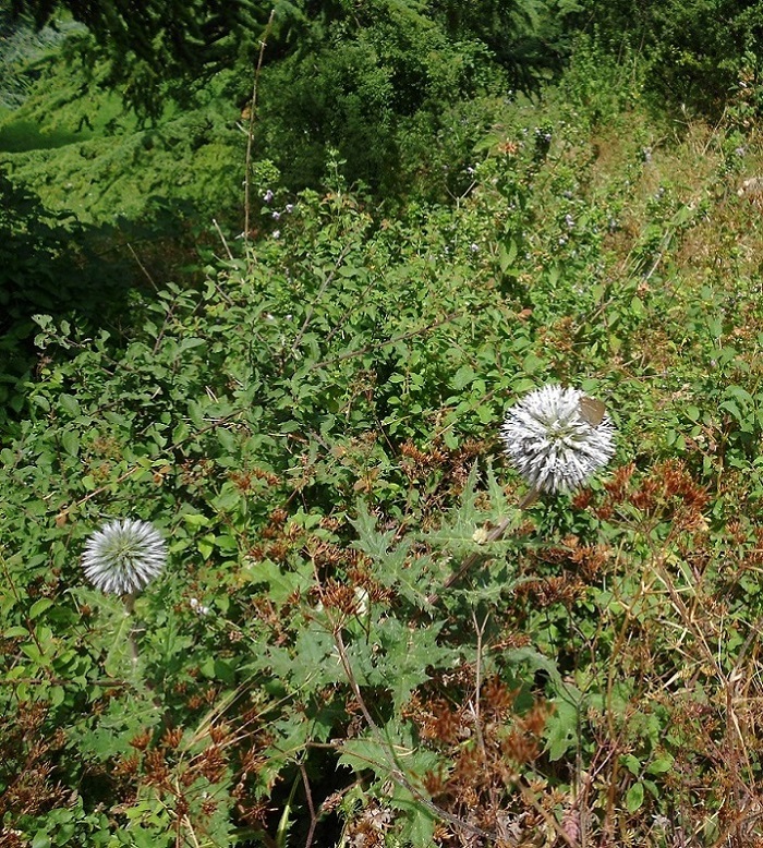 Изображение особи Echinops exaltatus.