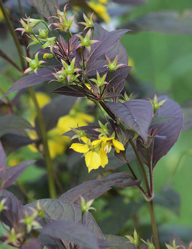 Image of Lysimachia ciliata specimen.