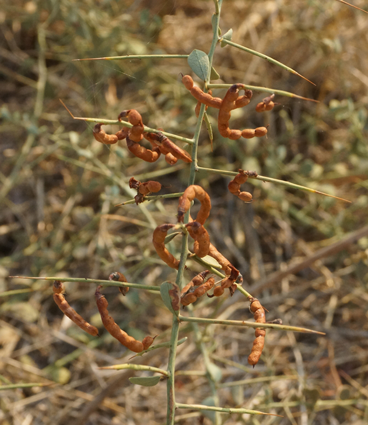 Image of Alhagi kirghisorum specimen.
