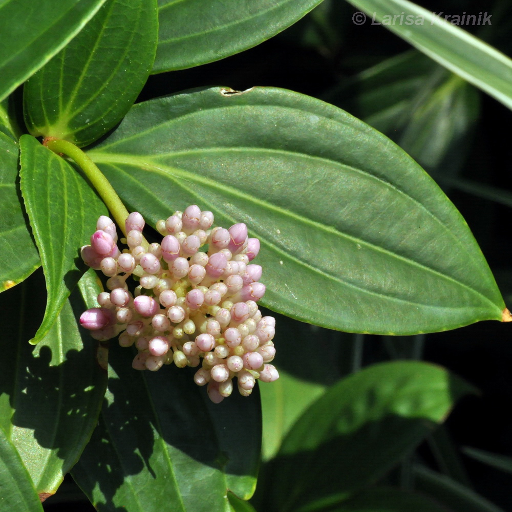 Image of Medinilla cummingii specimen.
