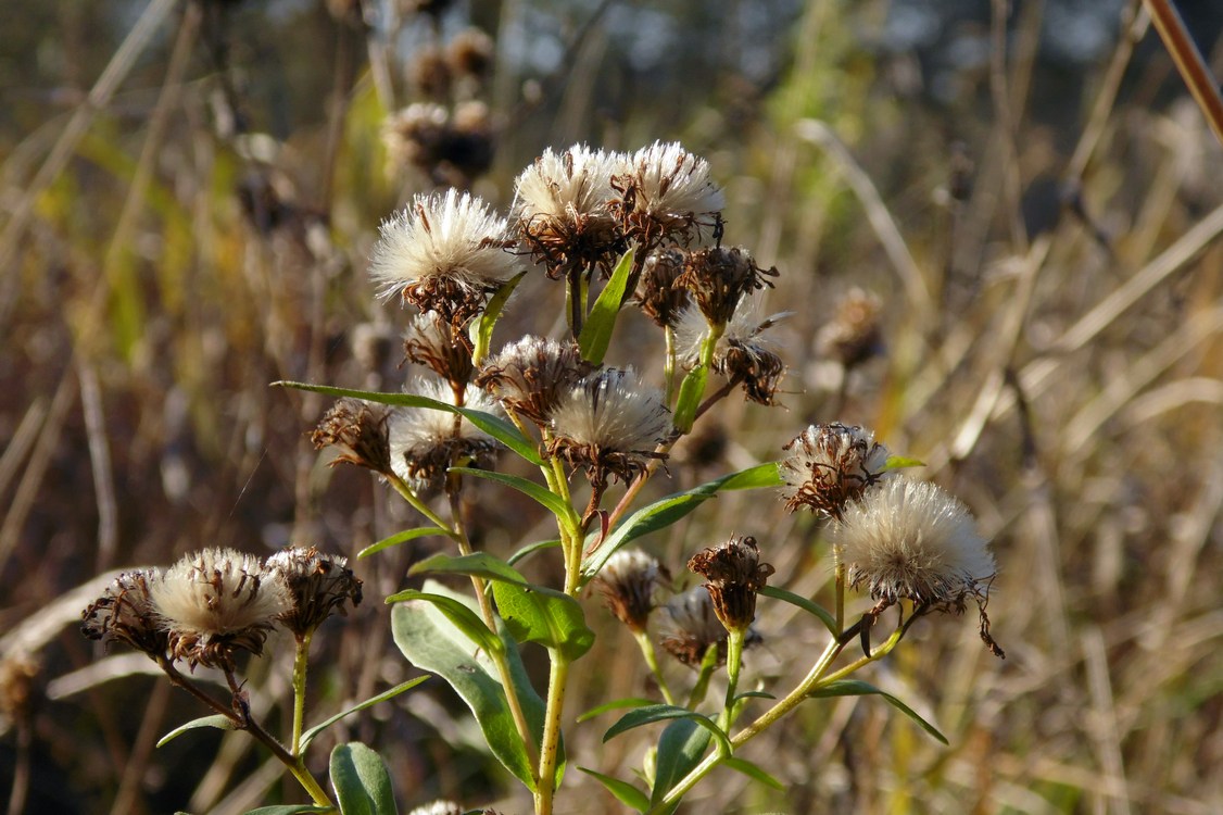 Изображение особи Symphyotrichum × salignum.