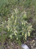 Onosma dichroantha. Цветущее растение. Южный Казахстан, предгорья Боролдайтау. 03.05.2007.