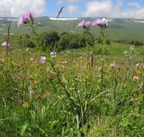 Linum hypericifolium