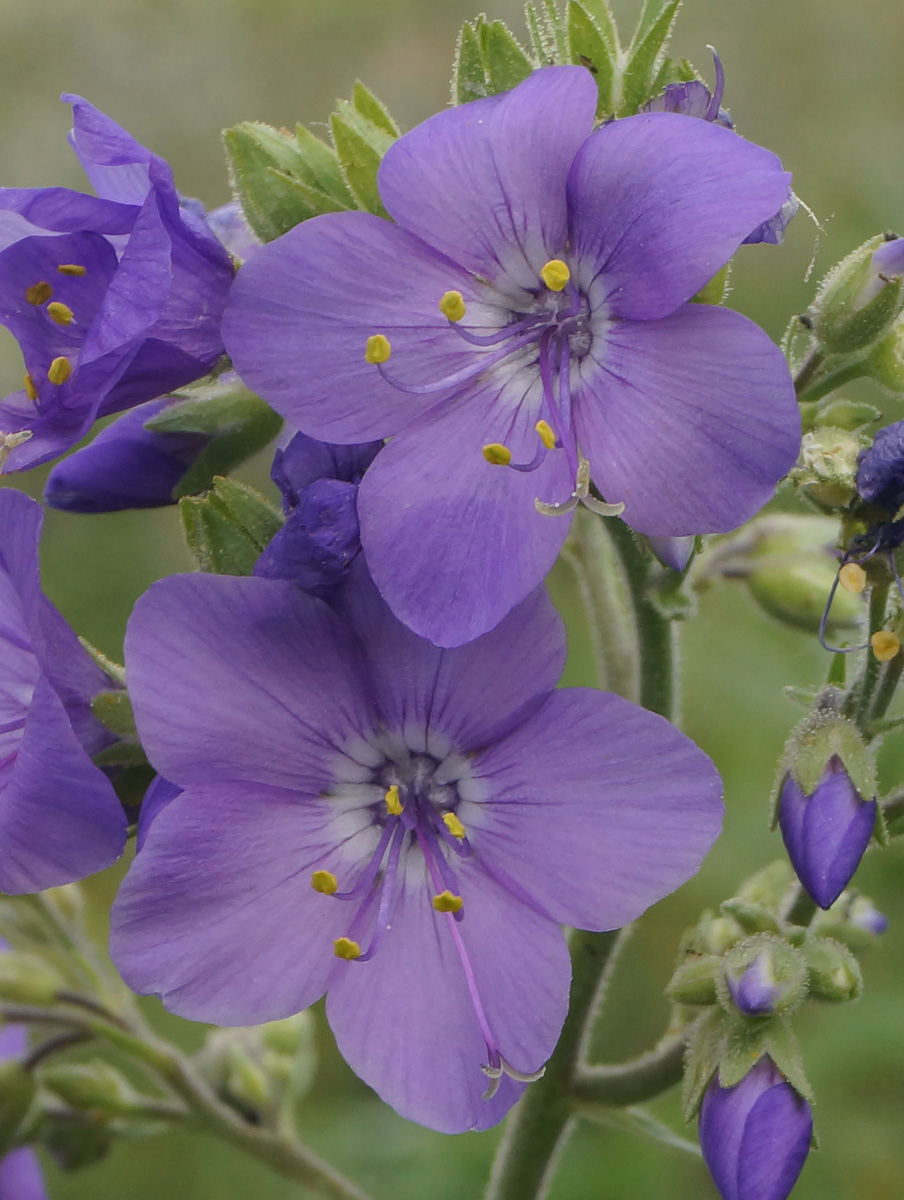 Image of Polemonium caeruleum specimen.