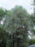 Image of taxon representative. Author is Владимир Иванов