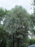 Salix alba