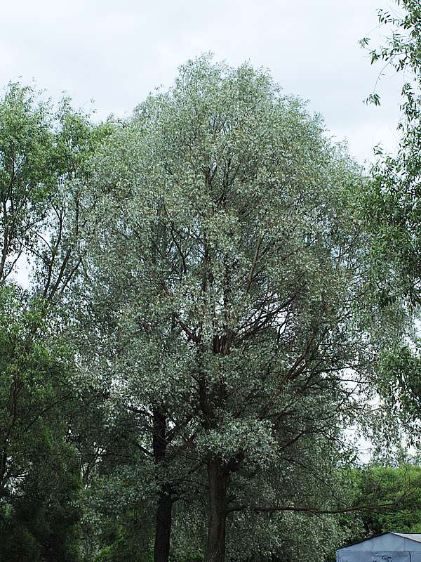 Image of Salix alba specimen.