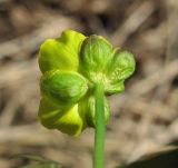 Ranunculus cassubicus