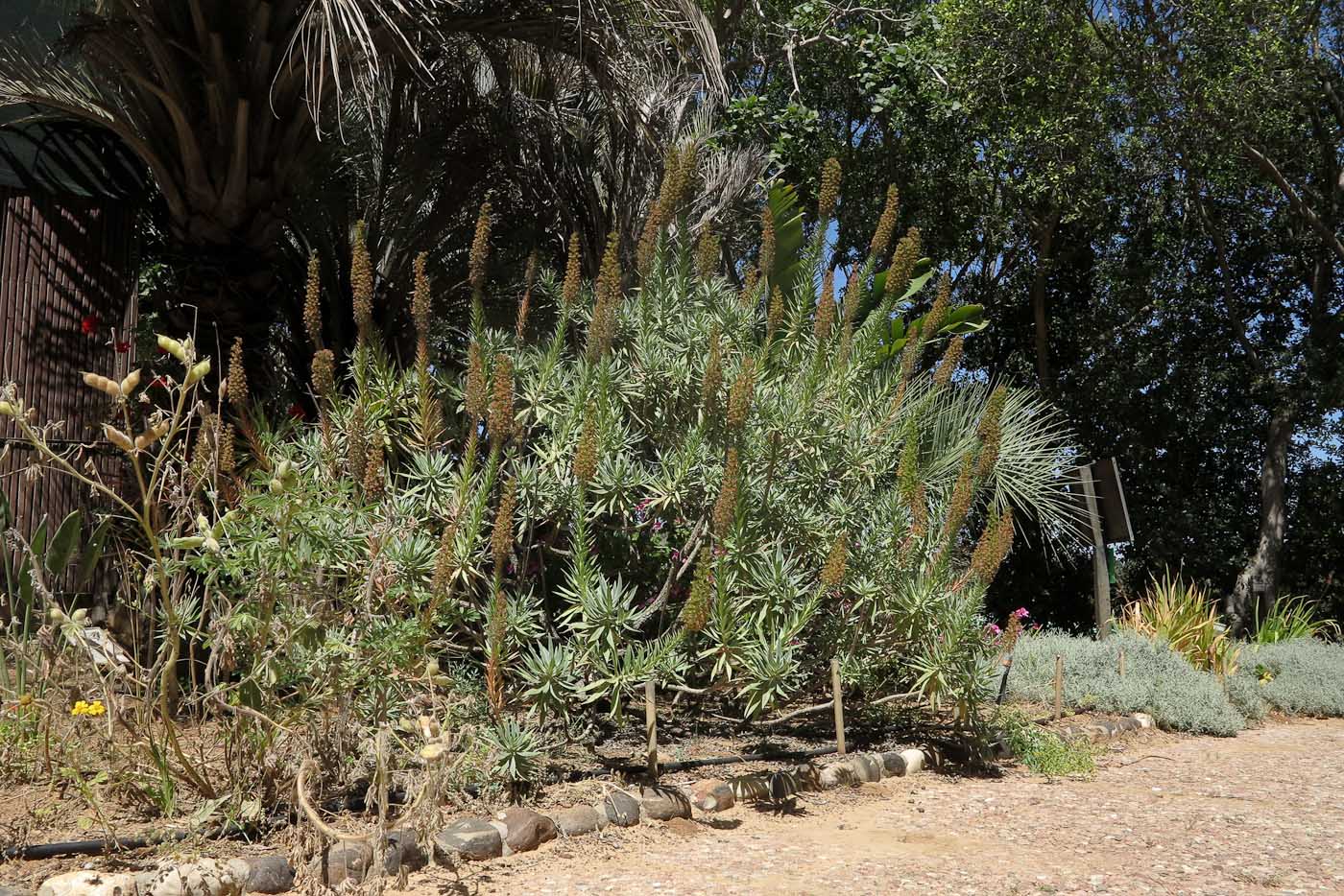 Изображение особи Echium acanthocarpum.