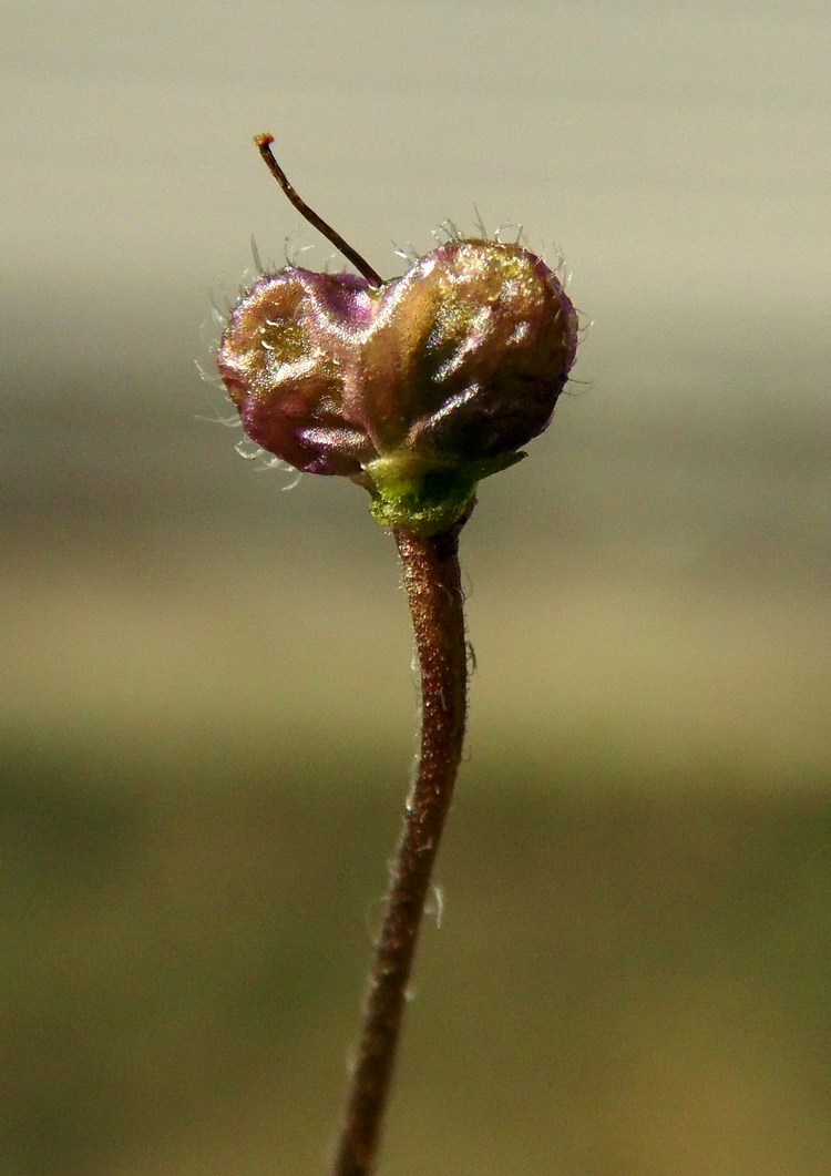 Image of Veronica persica specimen.