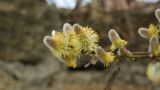 genus Salix