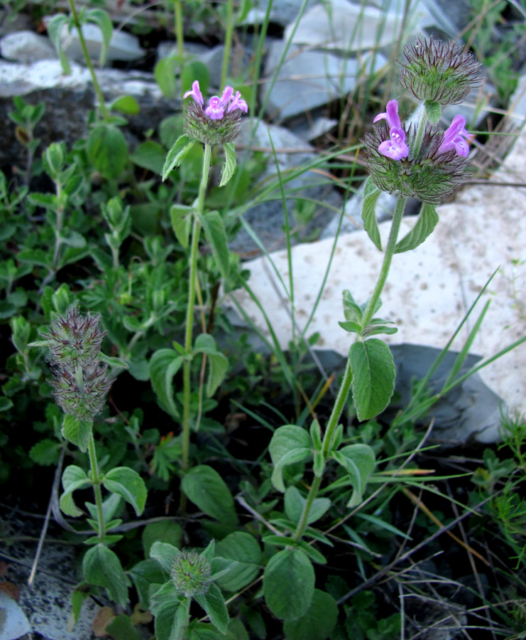 Image of Clinopodium caucasicum specimen.