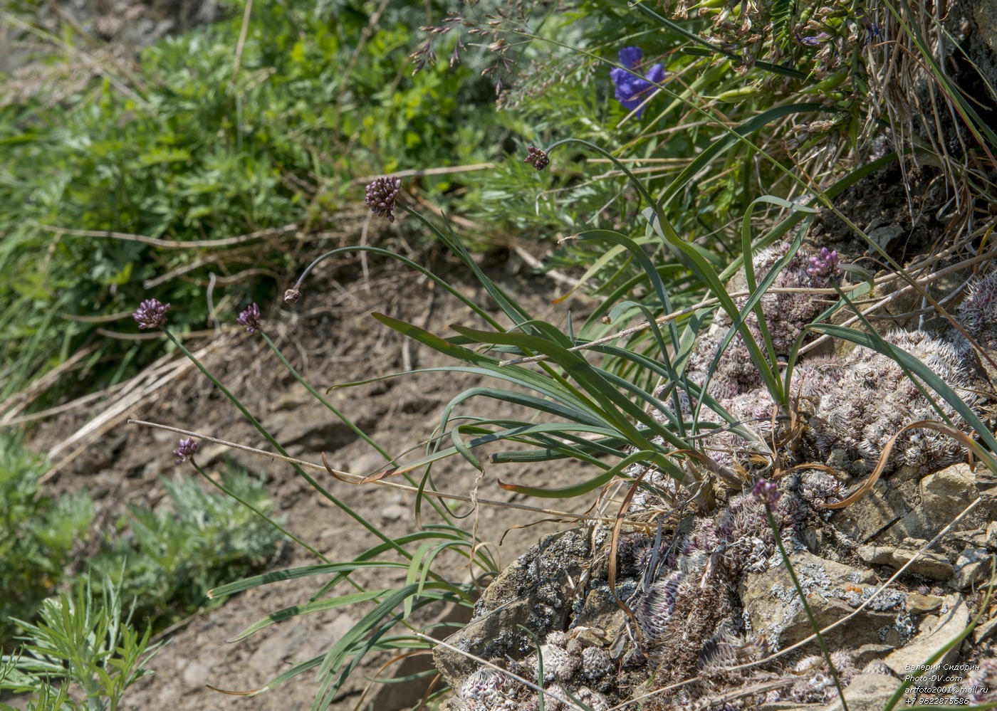 Image of Allium strictum specimen.