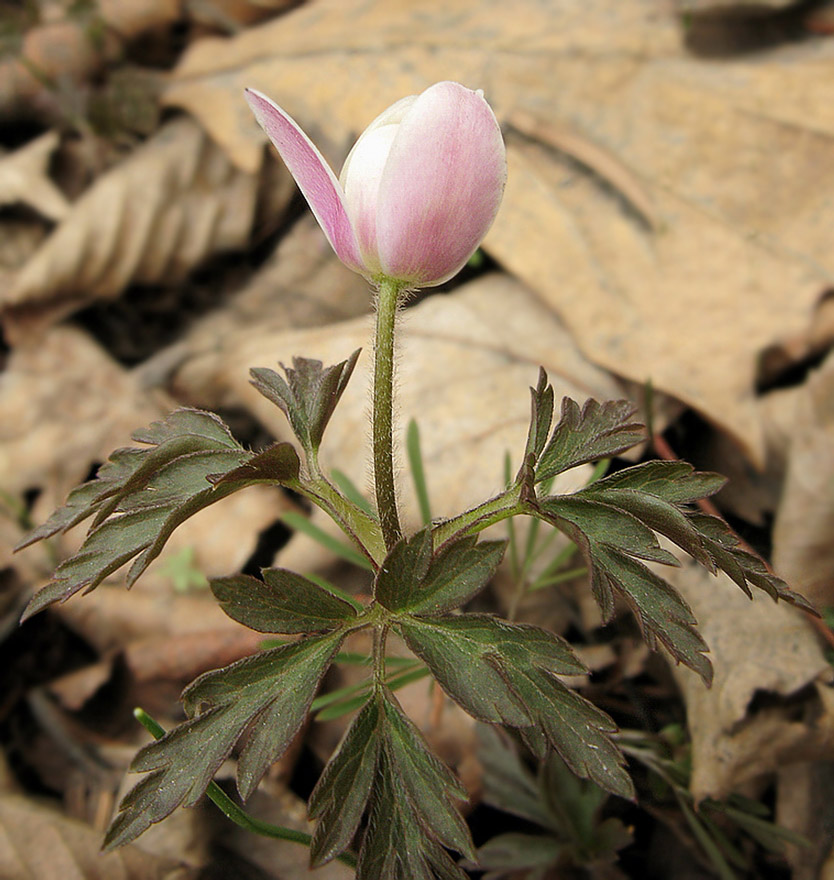 Image of Anemone amurensis specimen.