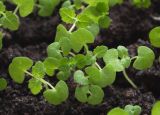 Nepeta cataria